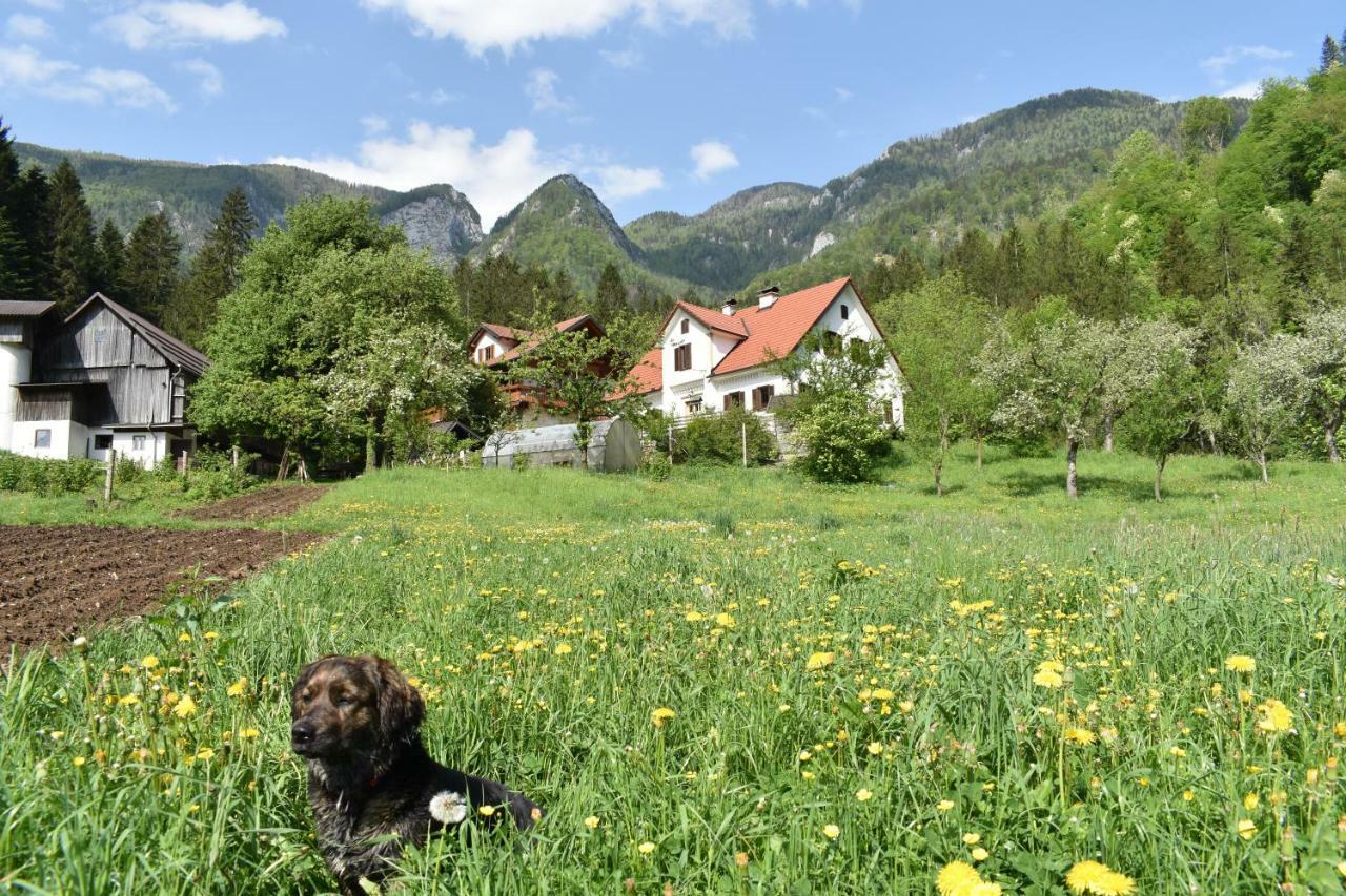 Turisticna Kmetija Stoglej Villa Luče Eksteriør billede